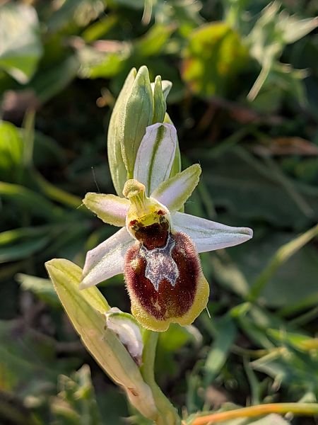 Ophrys splendida  - Patrick Benoit
