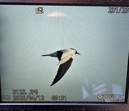 rybitwa czarna  - Robert Locman