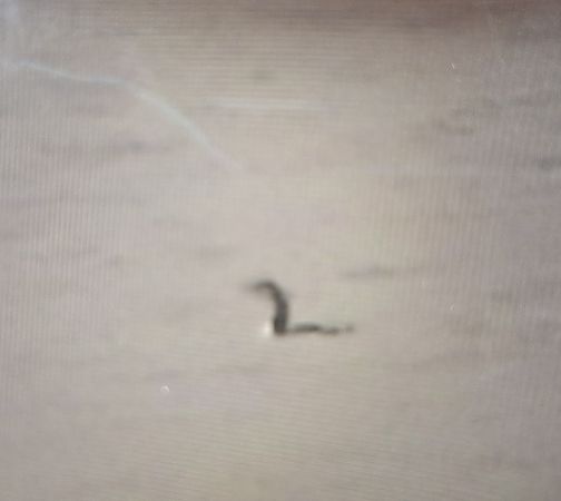 Strolaga mezzana  - Florinda Testa