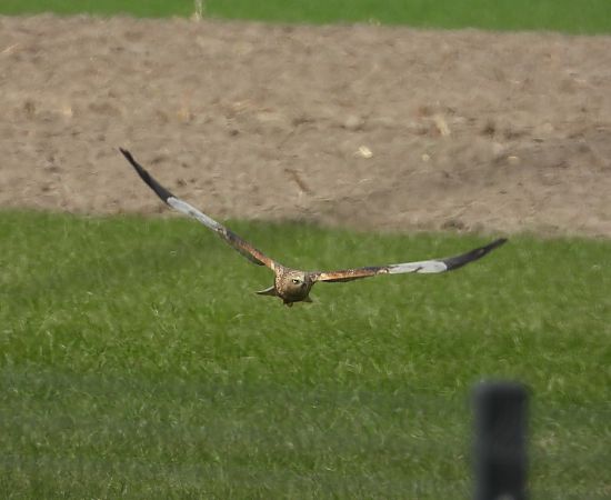 błotniak stawowy  - Adrian Dudkiewicz