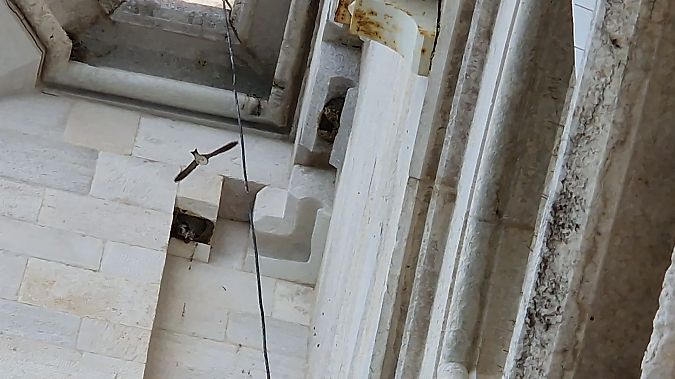 Balestruccio  - Paolo Pietrobon (FVG)