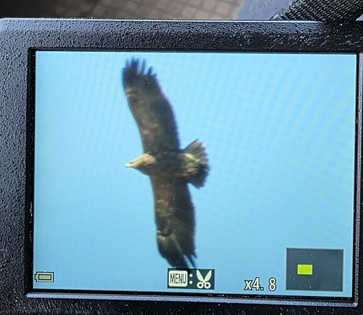 Schreiadler  - Robert Locman