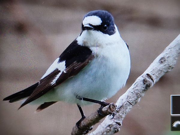 Papamosques de collar  - Mariano Cebolla Borrell