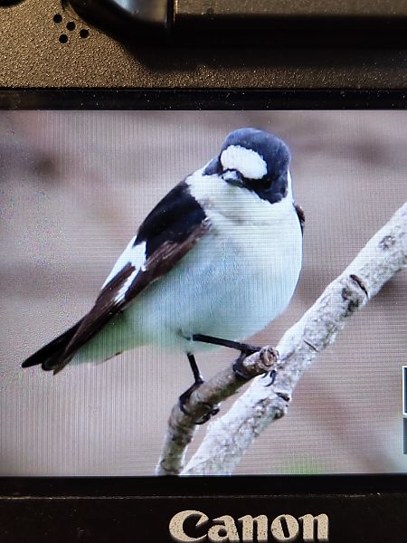 Papamosques de collar  - Mariano Cebolla Borrell
