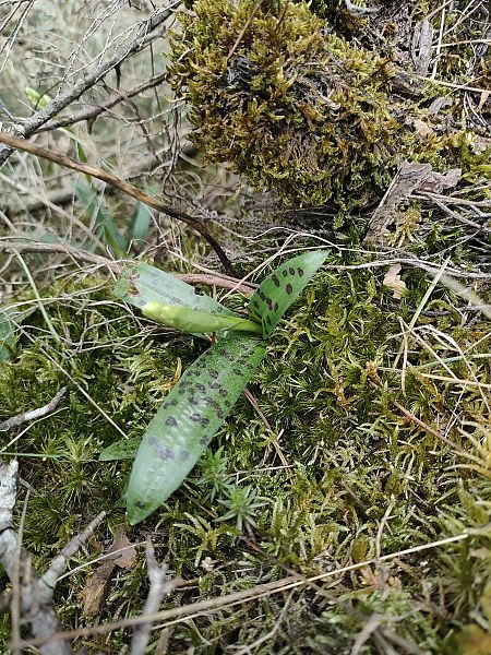 Orchis provincialis  - Alba Puntí