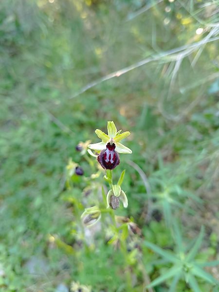 Ophrys sphegodes  - Anaël Marchas