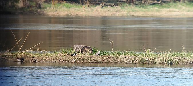 czajka towarzyska  - Teresa Matysiak