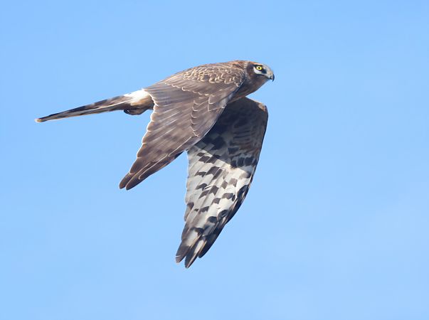 błotniak stepowy  - Dawid Kilon