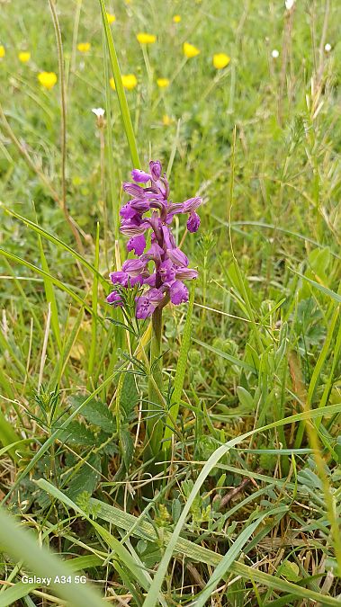 Anacamptis morio  - Sabrina Lepelletier