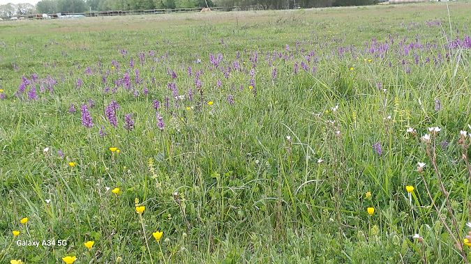 Anacamptis morio  - Sabrina Lepelletier