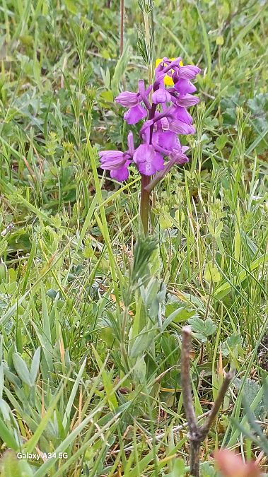 Anacamptis morio  - Sabrina Lepelletier