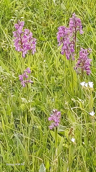 Anacamptis morio  - Sabrina Lepelletier