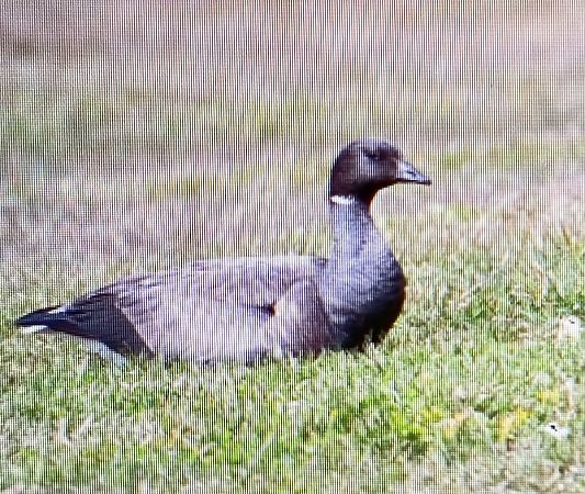bernikla obrożna  - Marek Betlejewicz
