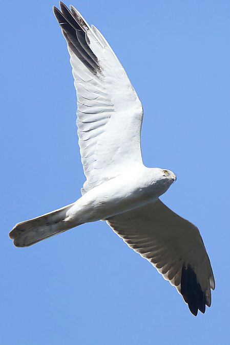 błotniak stepowy  - Dawid Kilon