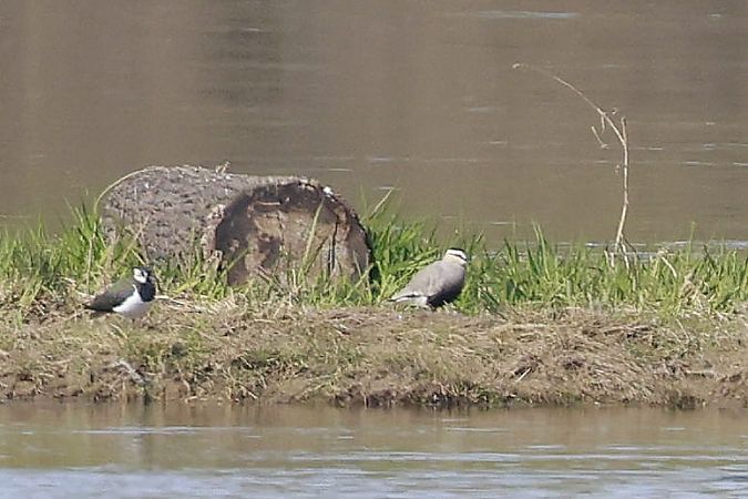 czajka towarzyska  - Stanisław Turowski