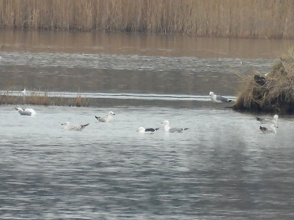 mewa żółtonoga (ssp. fuscus)  - Kamil Dębicki