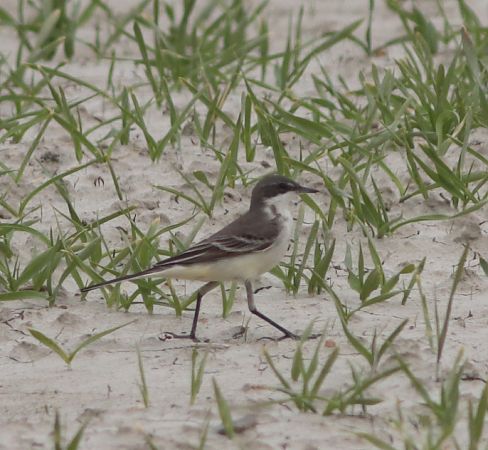 Ballerina indet.  - Guillaume Locatelli