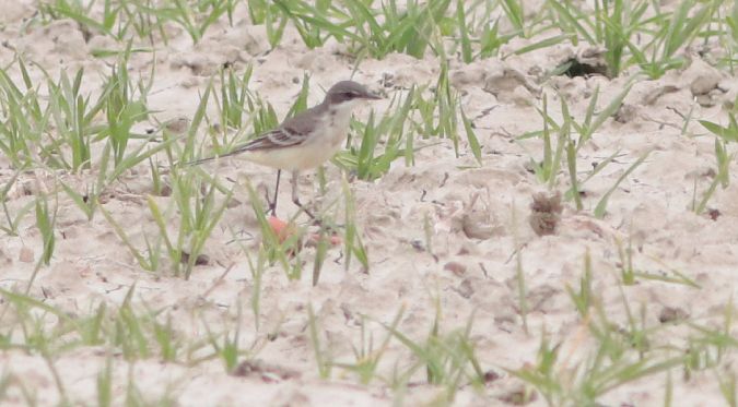 Ballerina indet.  - Guillaume Locatelli