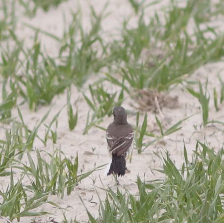 Ballerina indet.  - Guillaume Locatelli