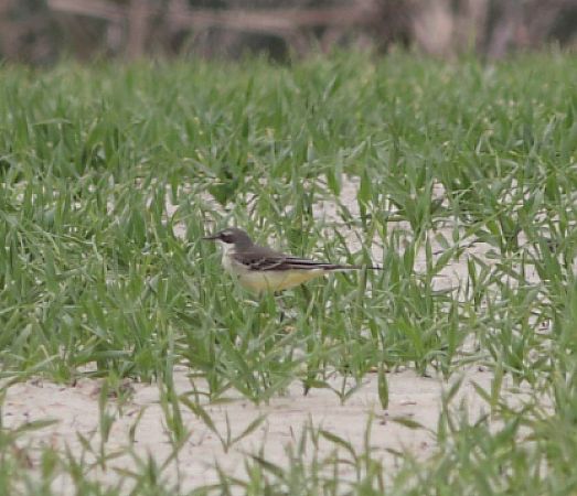 Ballerina indet.  - Guillaume Locatelli