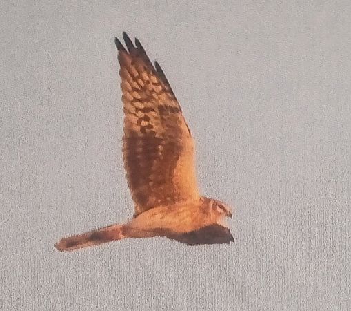 błotniak stepowy  - Dawid Kilon