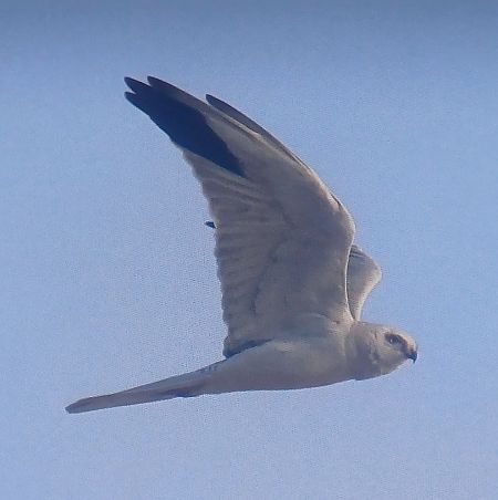 błotniak stepowy  - Dawid Kilon