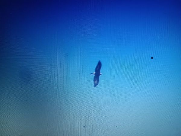 suri orao  - Daniele Zanutto