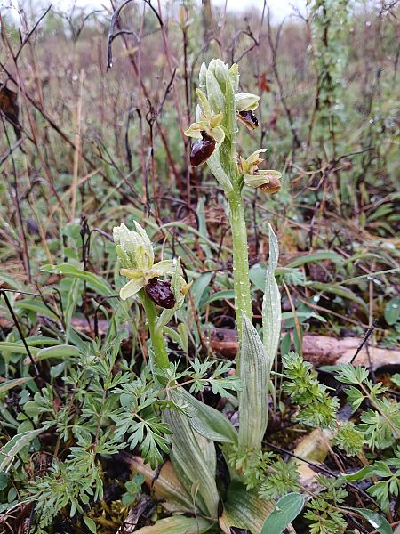 Ophrys sphegodes  - Alain Falvard