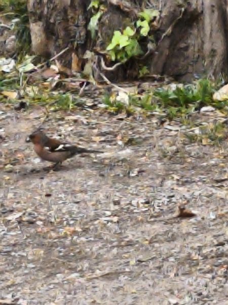 Fringuello  - Johannes Freudenberger