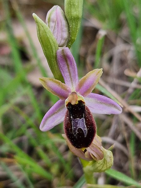 Ophrys splendida  - Diane Raibaut