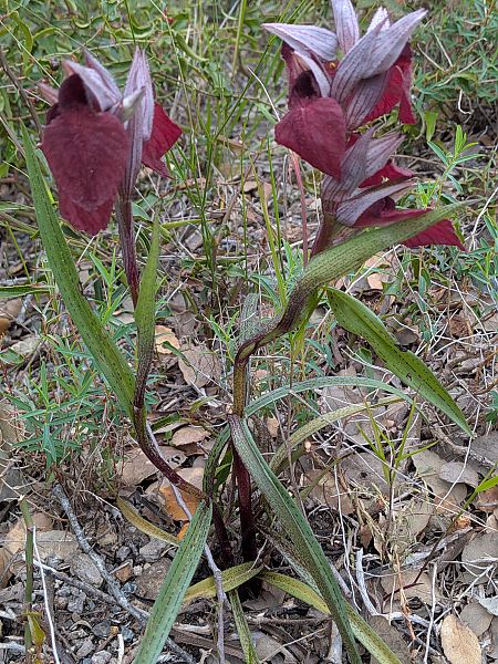 Serapias cordigera  - Patrick Benoit