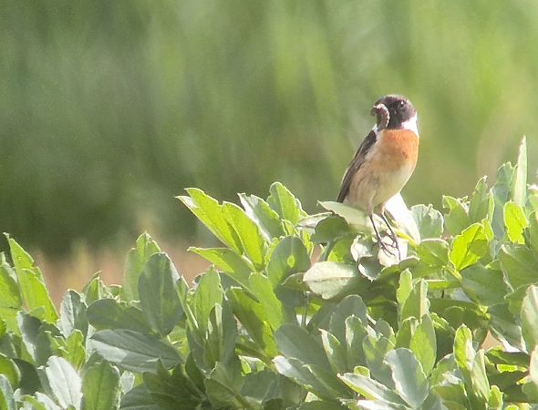 Saltimpalo comune  - Steven Hueting