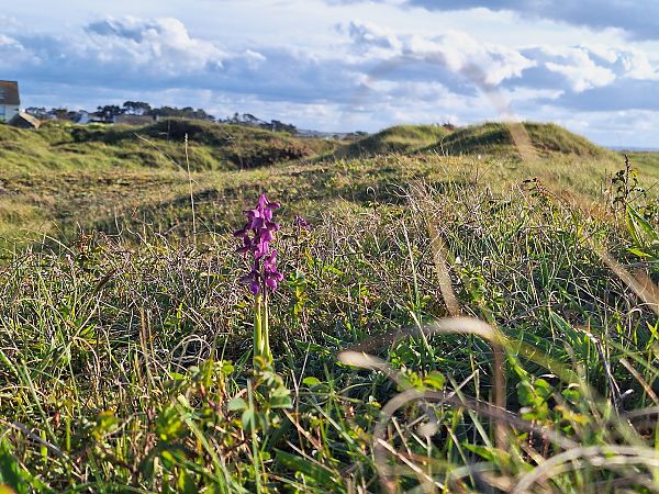 Anacamptis morio  - Philippe Printant