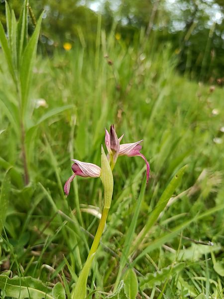 Serapias lingua  - Basile Avenel