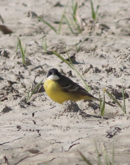 Cutrettola capinera  - Guillaume Locatelli