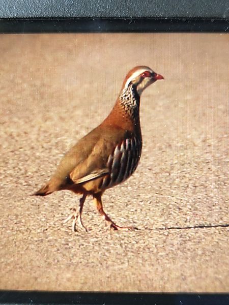 Perdiu roja  - Mariano Cebolla Borrell