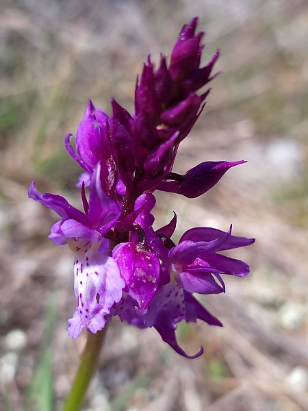 Orchis ovalis  - Emmanuel Cosson