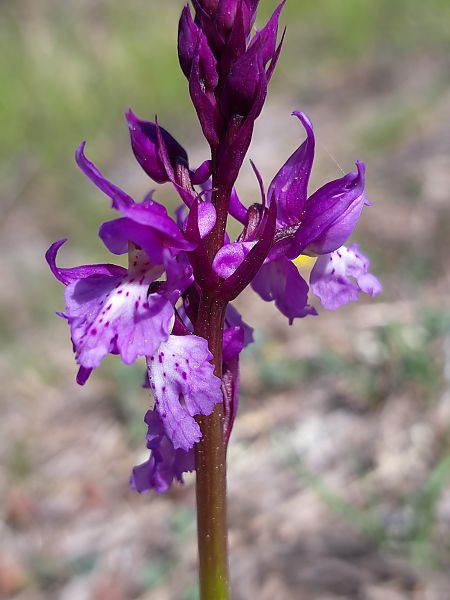 Orchis ovalis  - Emmanuel Cosson