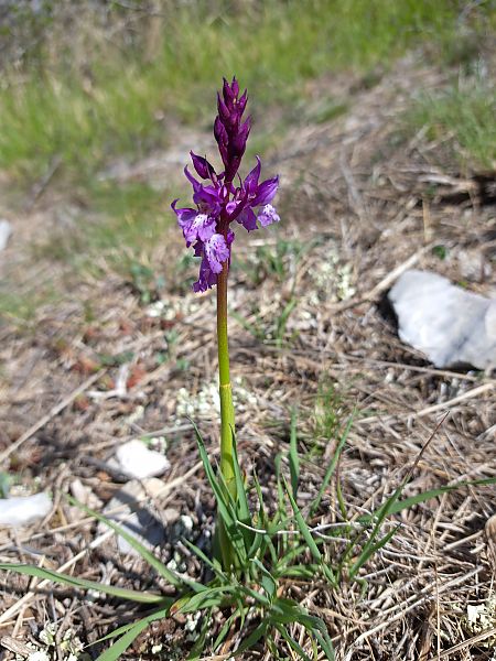 Orchis ovalis  - Emmanuel Cosson