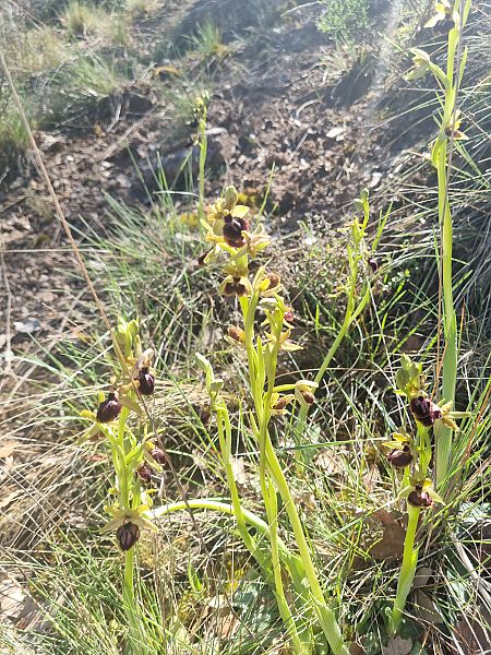 Ophrys passionis  - Pere Espinet