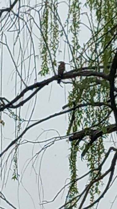 Wiedehopf  - Alessandro Marega