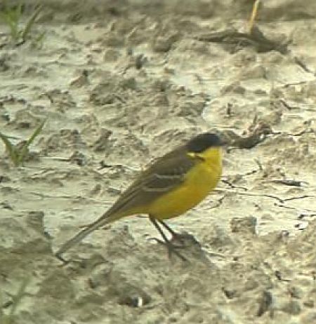 Cutrettola  - Guillaume Locatelli