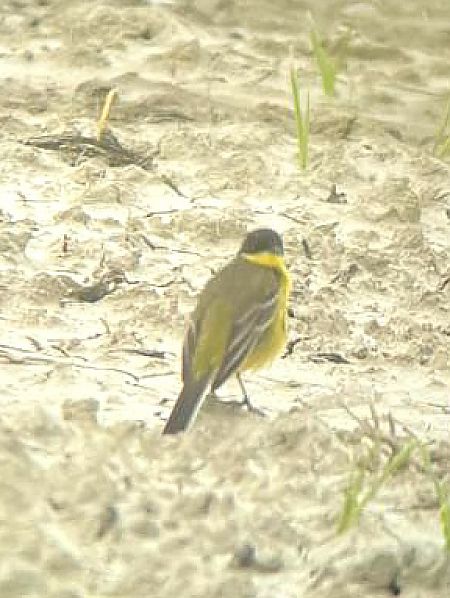 Cutrettola  - Guillaume Locatelli