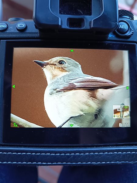 Mastegatatxes  - Jose Molis