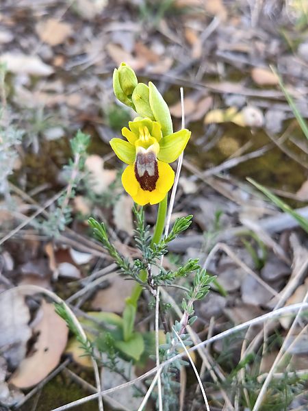 Ophrys lutea  - Enric Bringués