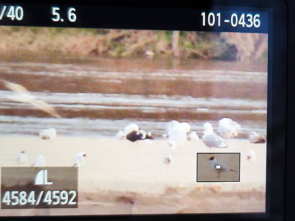 mewa żółtonoga  - Łukasz Budny