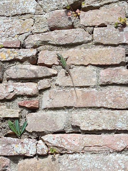 Lucertola campestre  - Clément Lardé