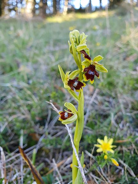 Ophrys aymoninii  - Michel Jegou