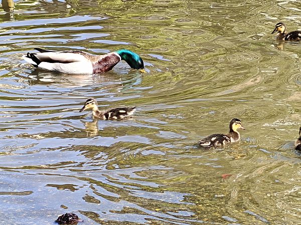 Basahatea  - Vanesa López Vázquez