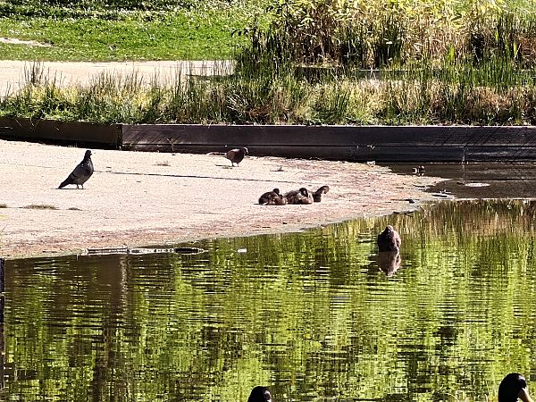 Basahatea  - Vanesa López Vázquez